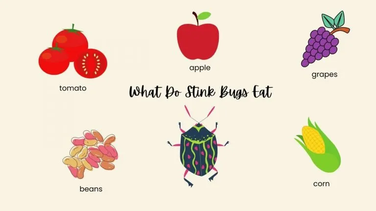 What Do Stink Bugs Eat A Comprehensive Guide!