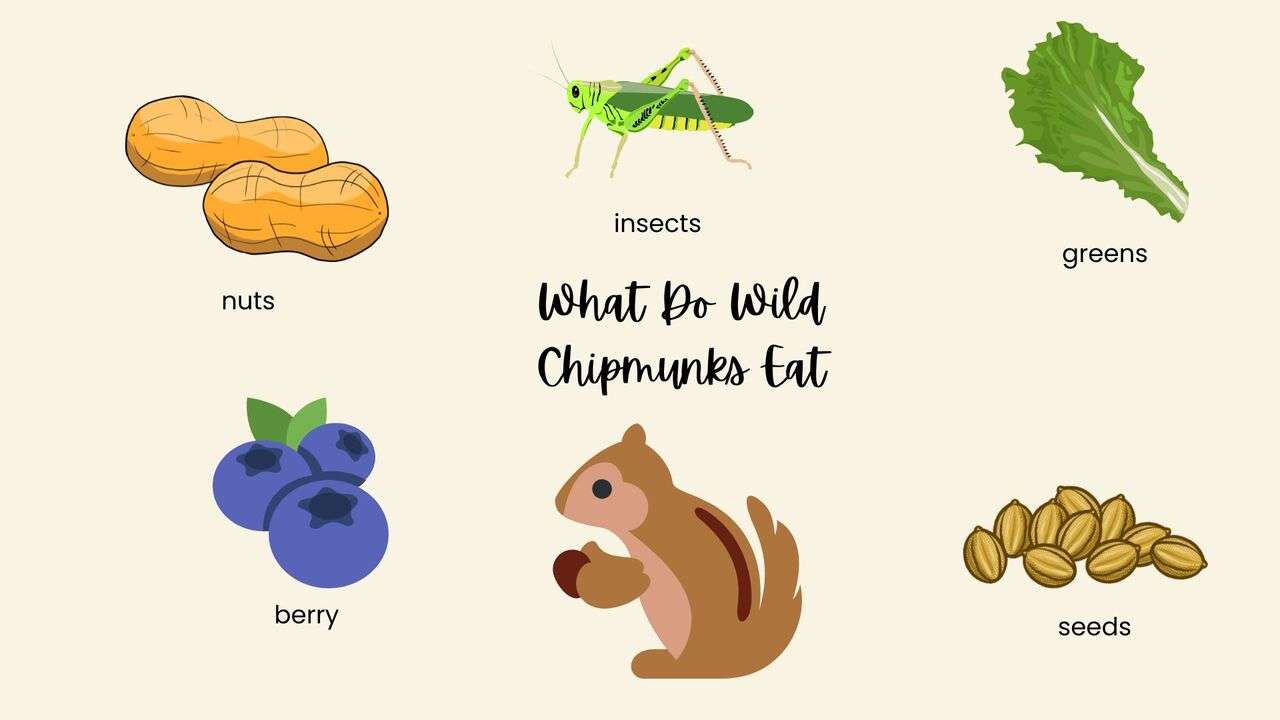 What Do Wild Chipmunks Eat?