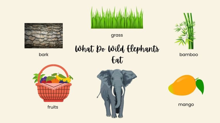 What Do Wild Elephants Eat