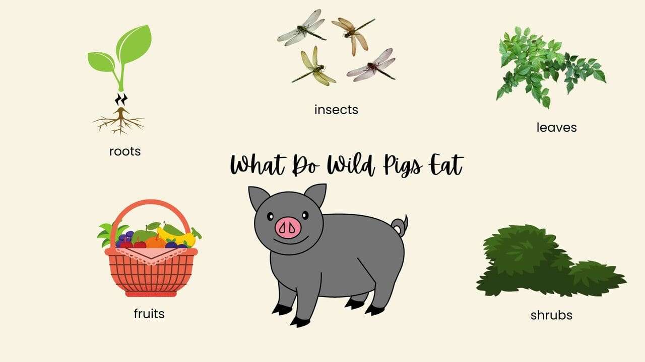 what-do-wild-pigs-eat