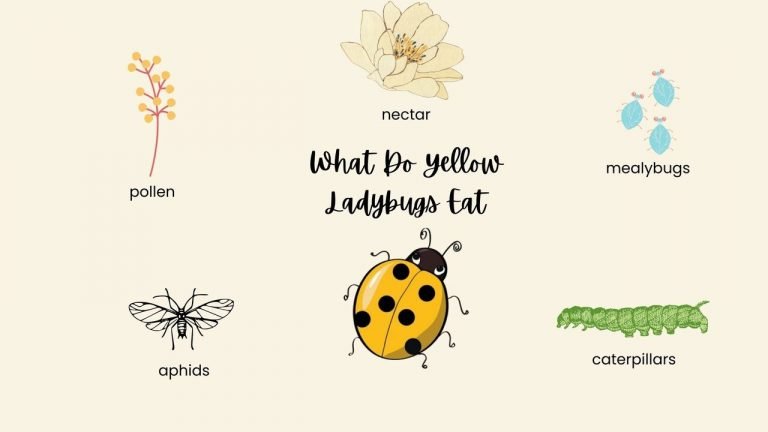 What Do Yellow Ladybugs Eat