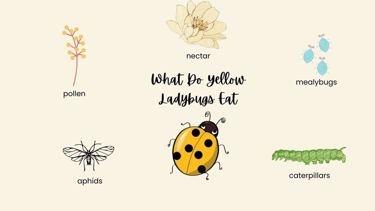 what-do-yellow-ladybugs-eat