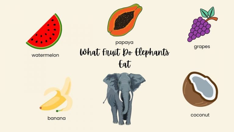 What Fruit Do Elephants Eat
