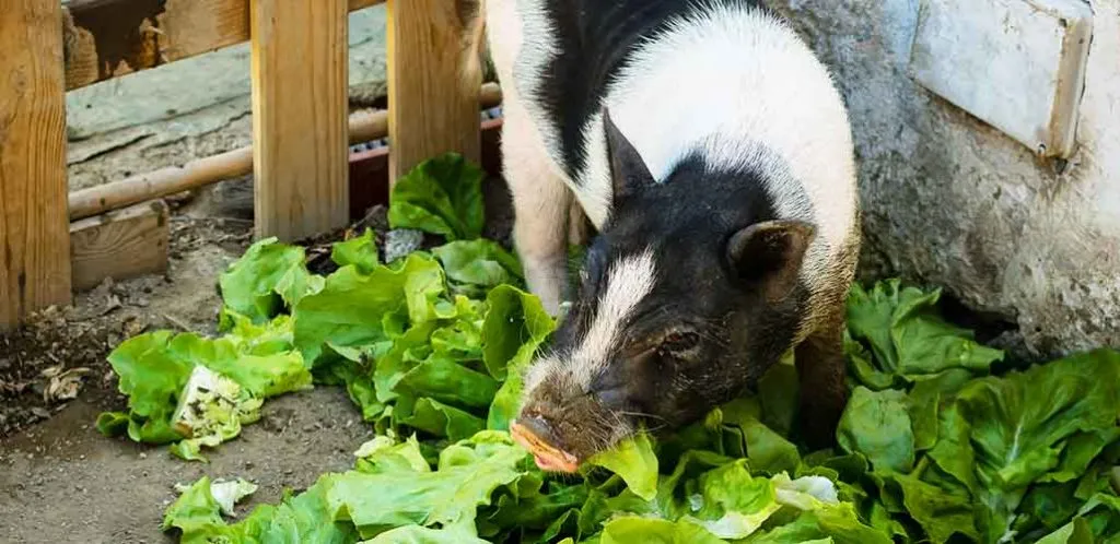 Pig eating vegetables