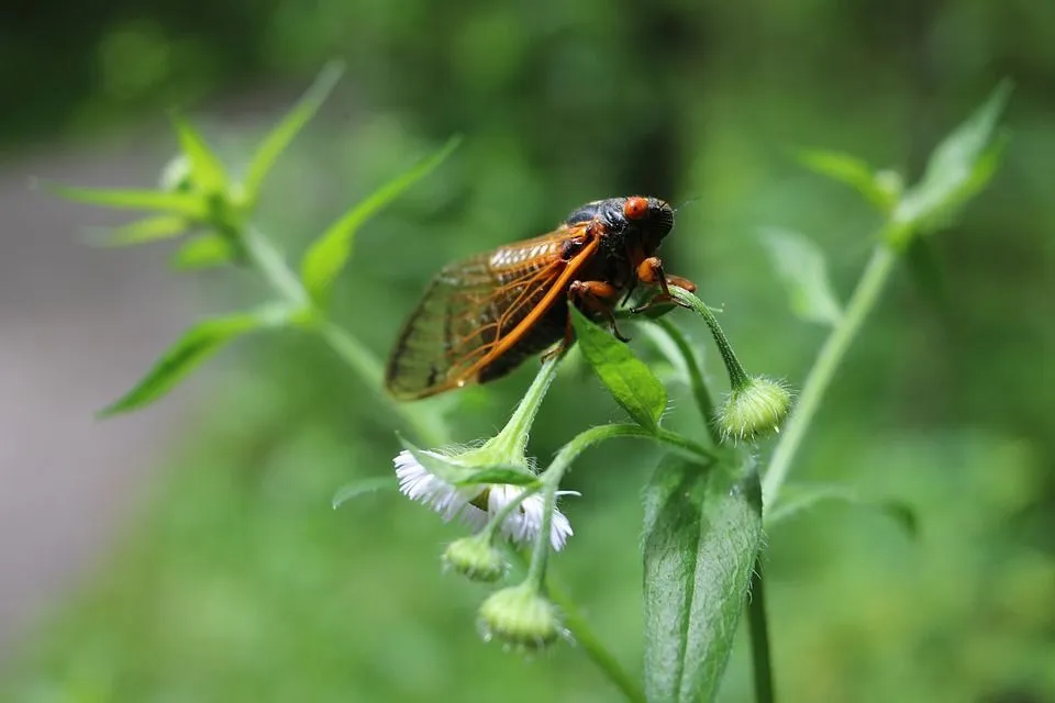 periodical cicada on plant