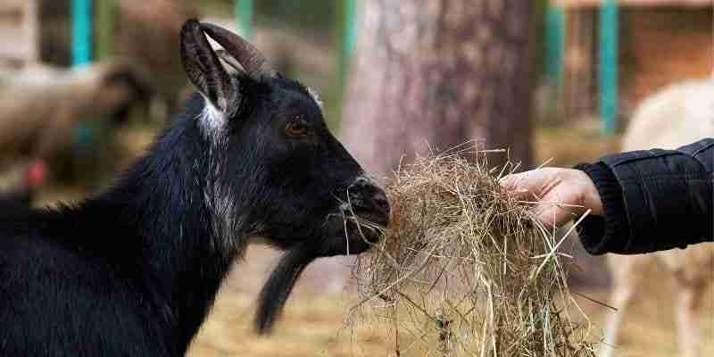 goat eating hay