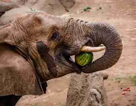Elephant Eating watermelon