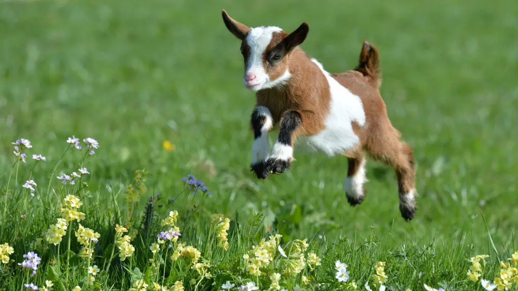 miniature goat playing in the field