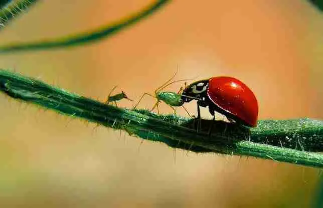 red ladybug eating aphid
