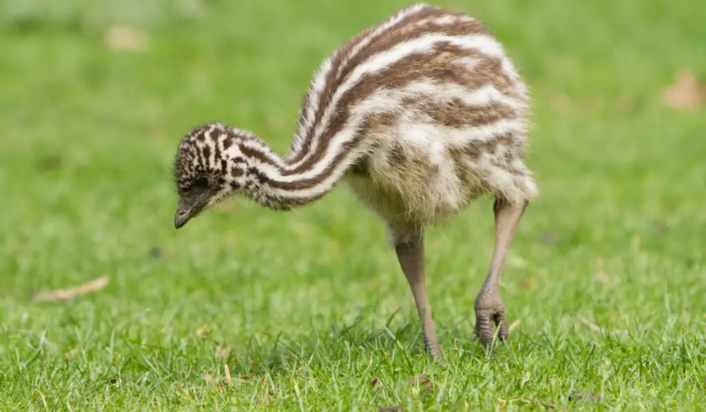 baby emus