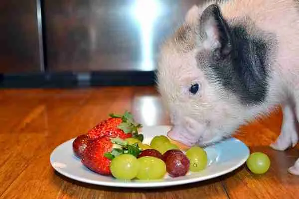 mini pig eating fruits