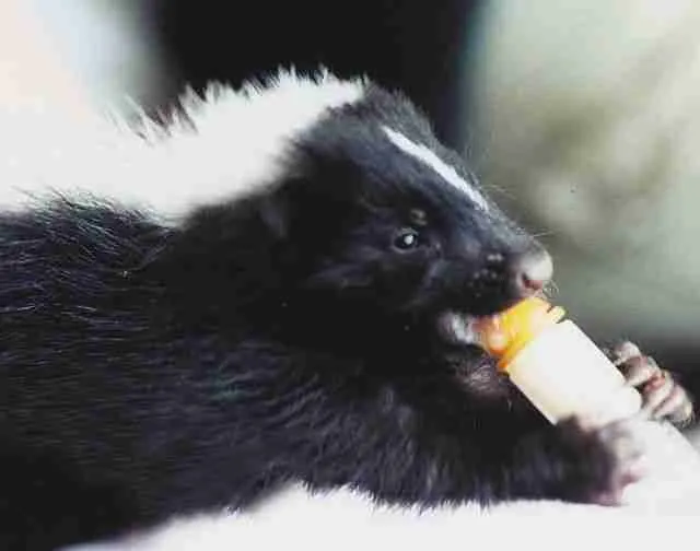 baby skunk drinking milk