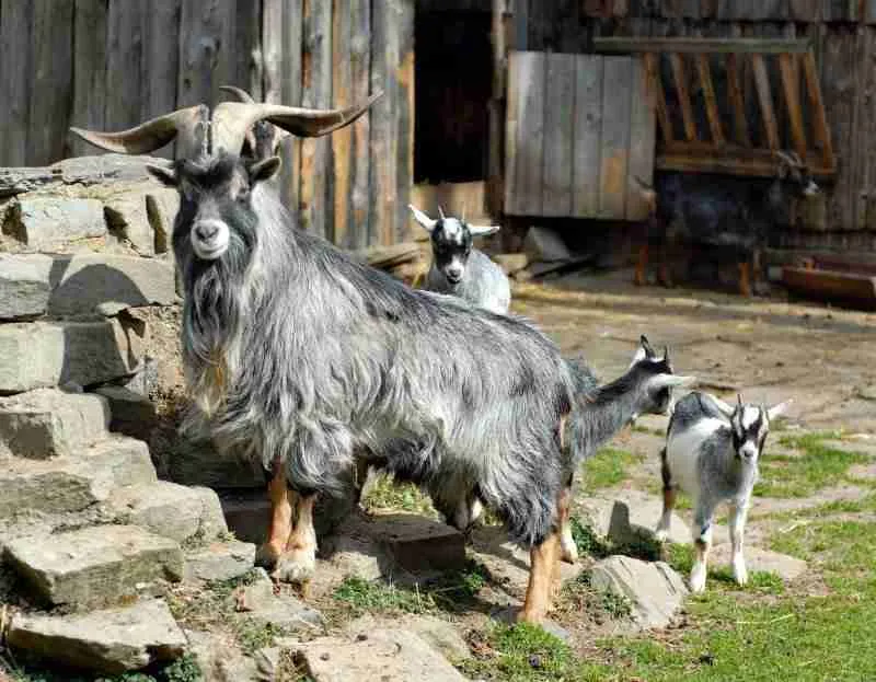pygmy goat with babies