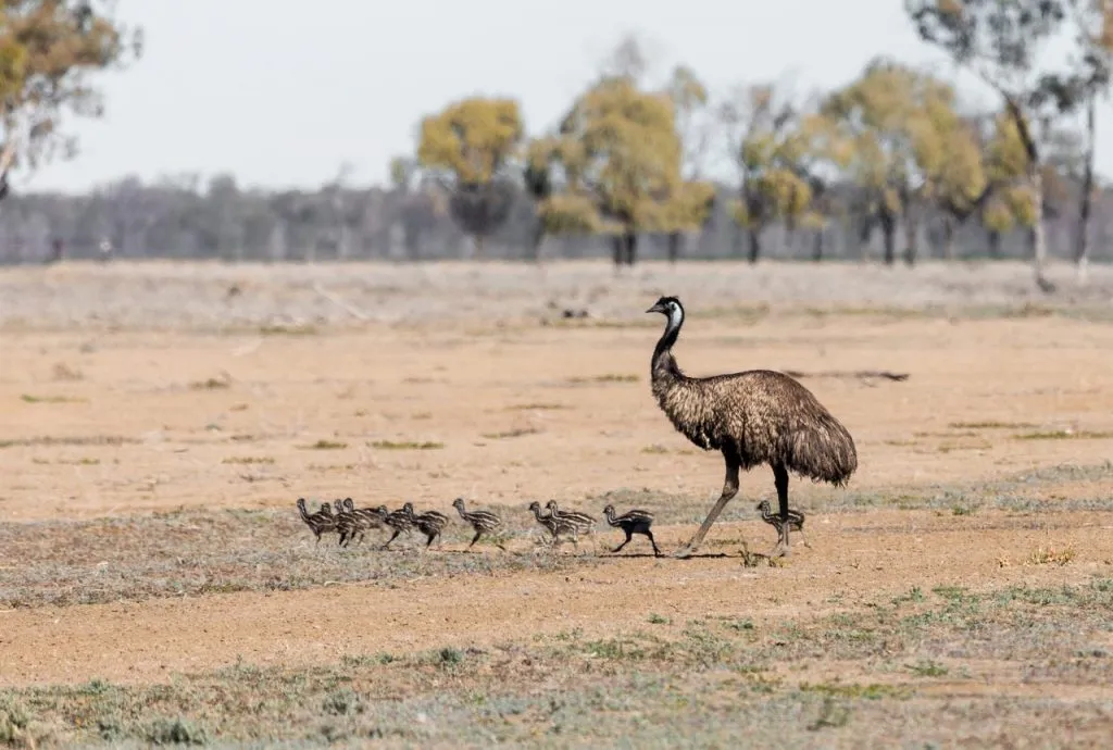 baby emus with mother