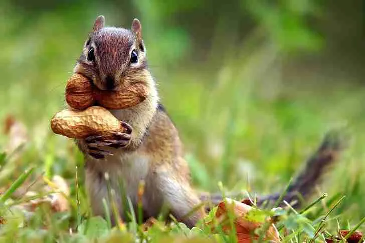 chipmunk eating peanuts