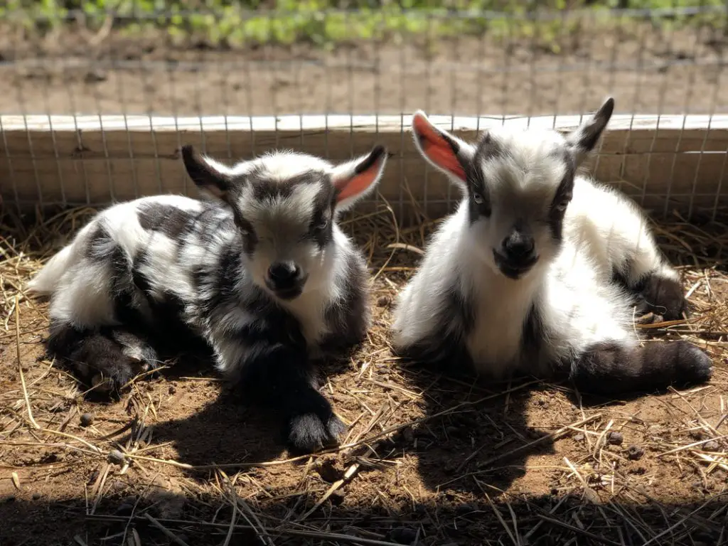 two nigerian dwarf goats