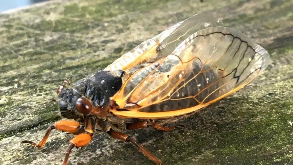 cicada on ground