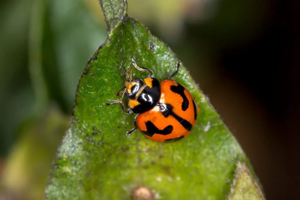 adult ladybug sitting plant