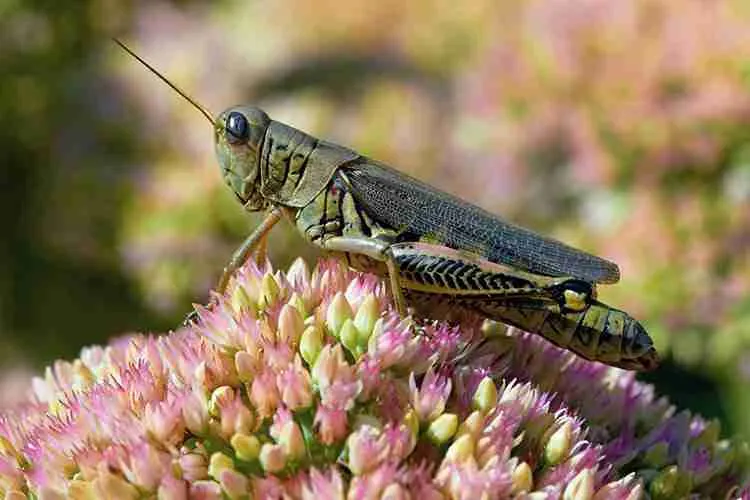 green grasshopper eating flower