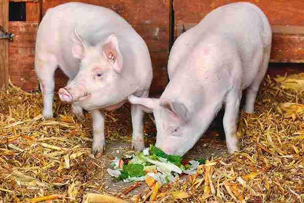 pot belly pig eating fruits and vegetables 