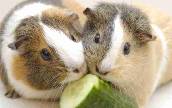 guinea pigs eating cucumber