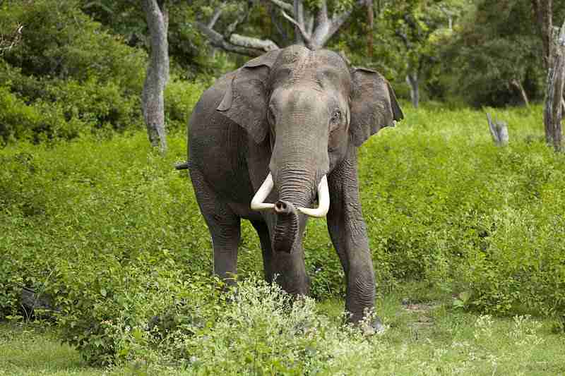 Asian elephant in forest