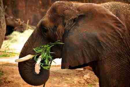 Asian elephant eating plants