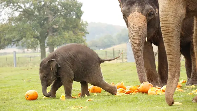 Elephant Eating pumpkin