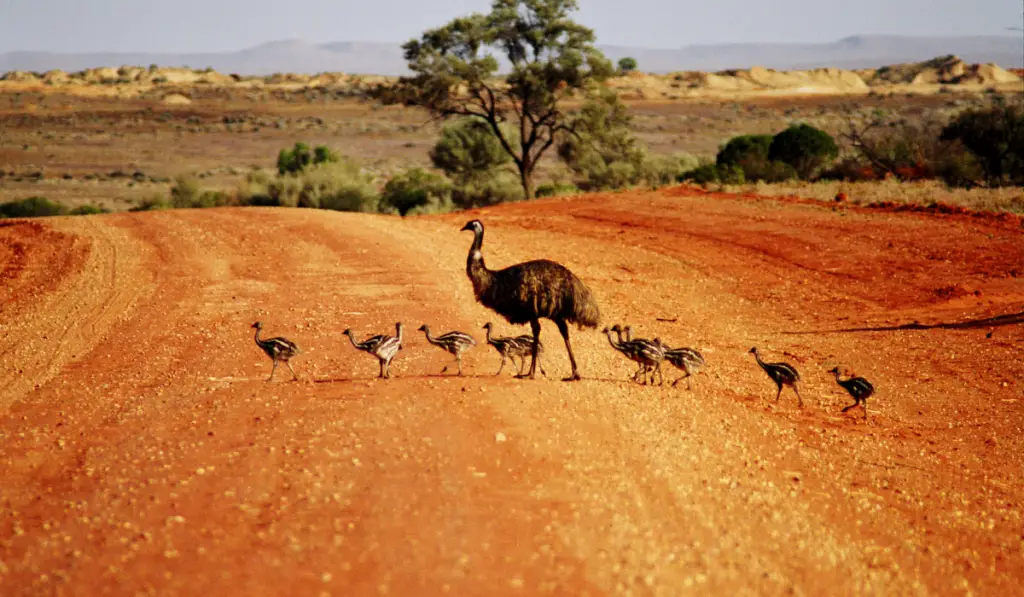 baby emus in the wild