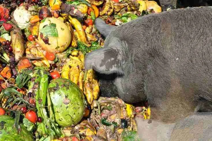 pot belly pig eating fruits and vegetables