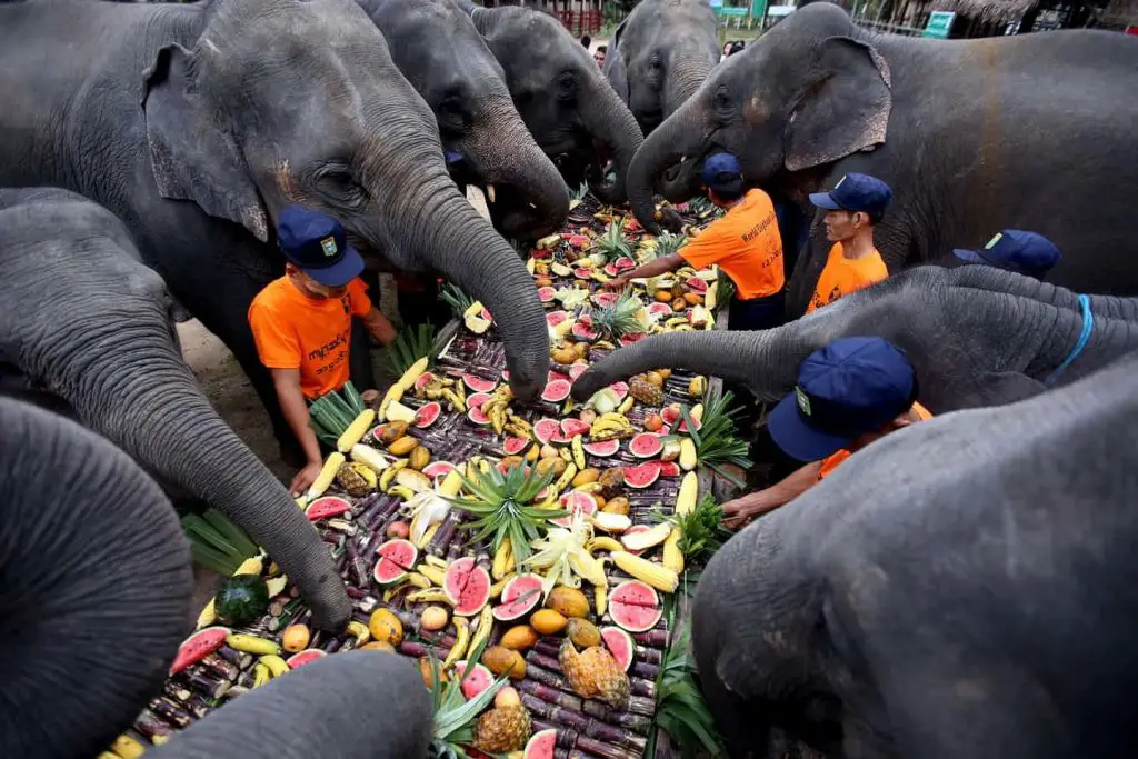 Asian elephants eating fruits