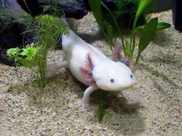 axolotl in the wild