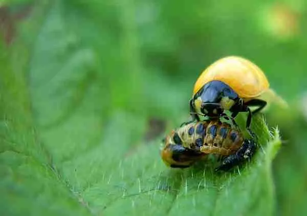 ladybug pupa on a green leaf