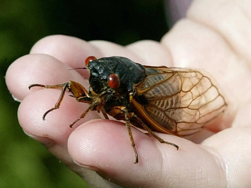cicada on hand