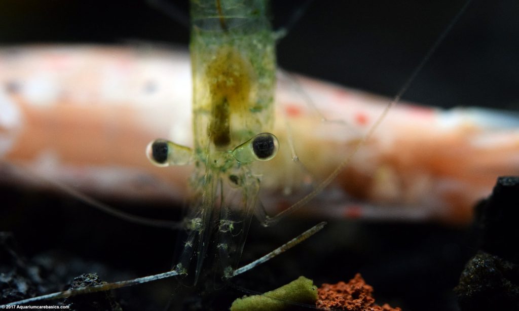 ghost shrimp eating amano shrimp