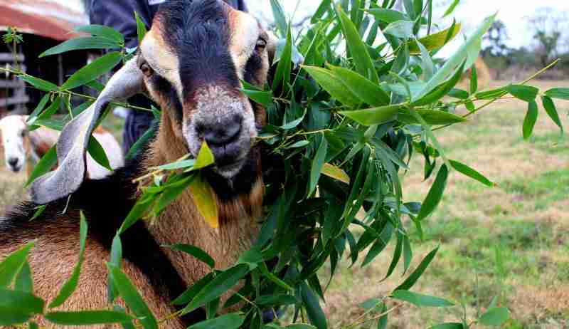 miniature goat eating leaves