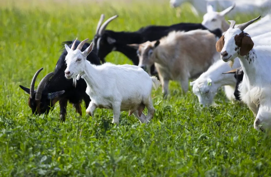 miniature goats in the field