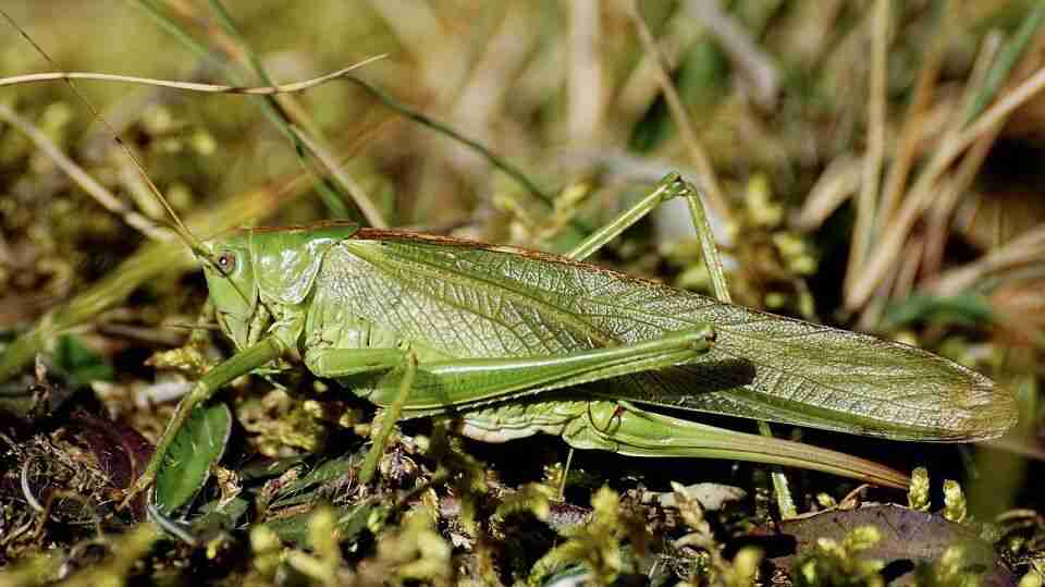 green grasshopper eating plant