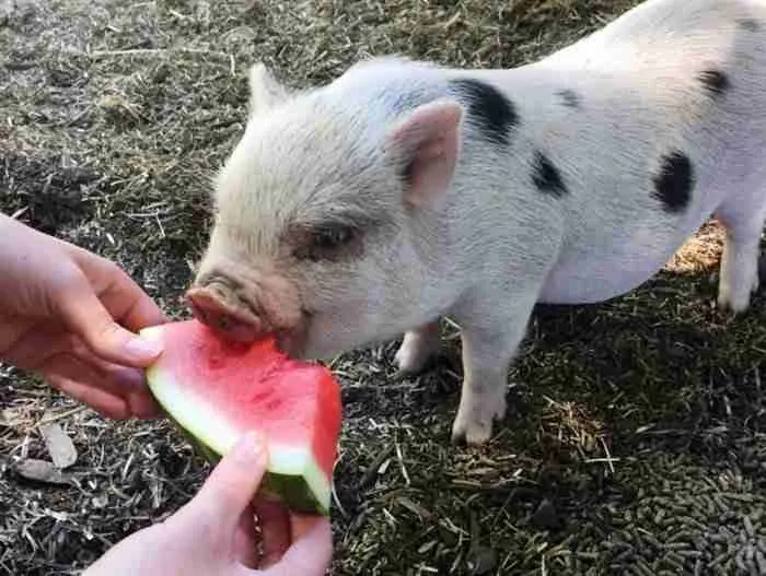 mini pig eating melon