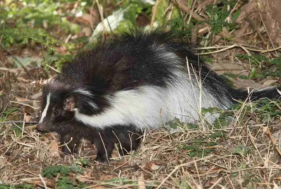skunk in the field
