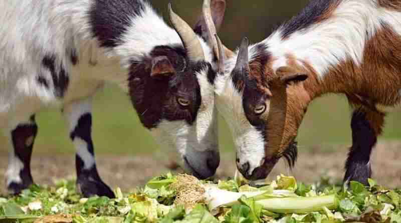 goats eating vegetables