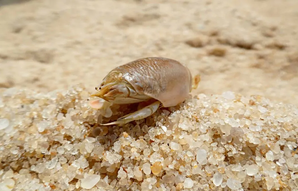 sand flea