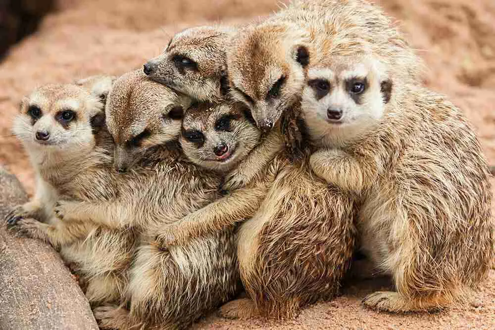 baby meerkats