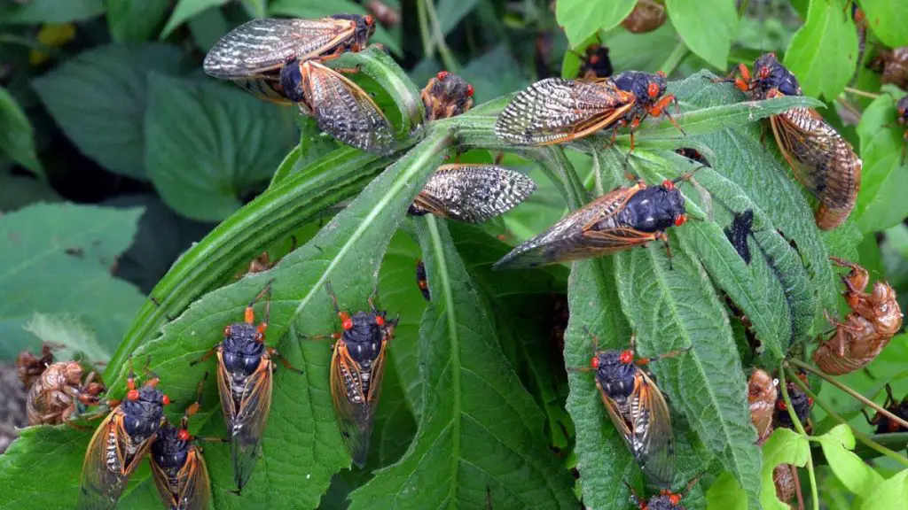 Northern Va Cicadas 2024 Ursa Alexine