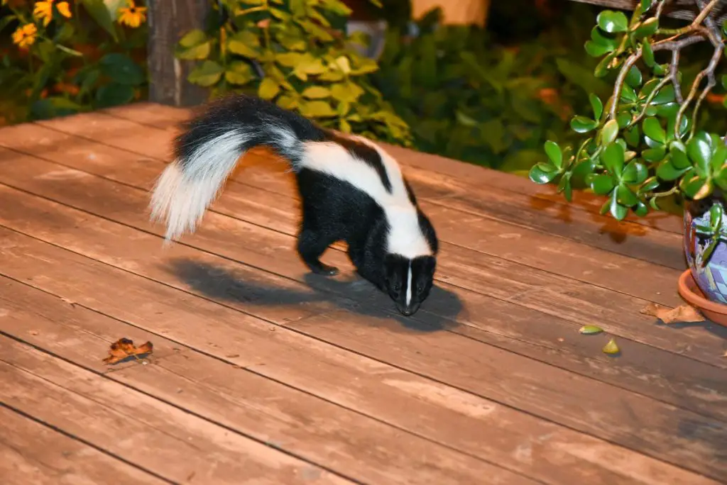 skunk in the summer