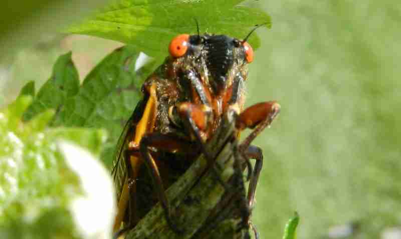 cicadas on plant