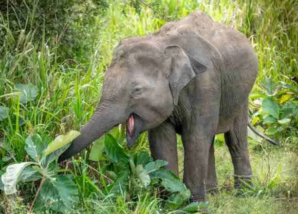baby wild elephant eating plants