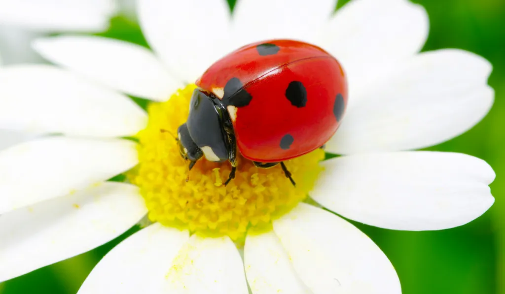 red ladybug on flower