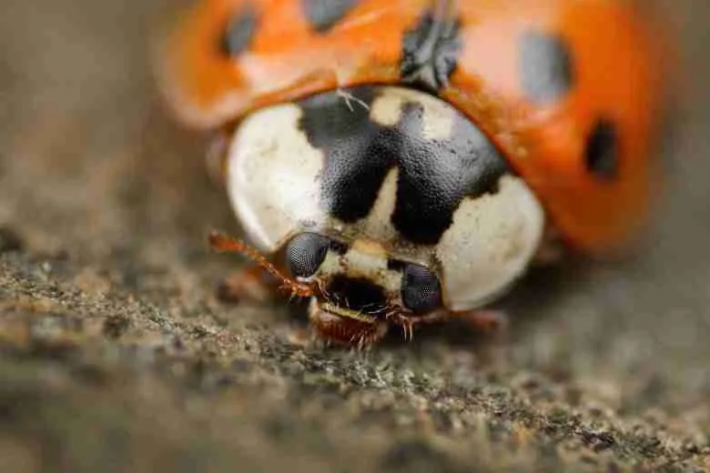 orange ladybug on ground