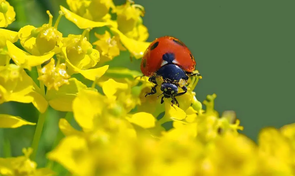 red ladybug on flowers